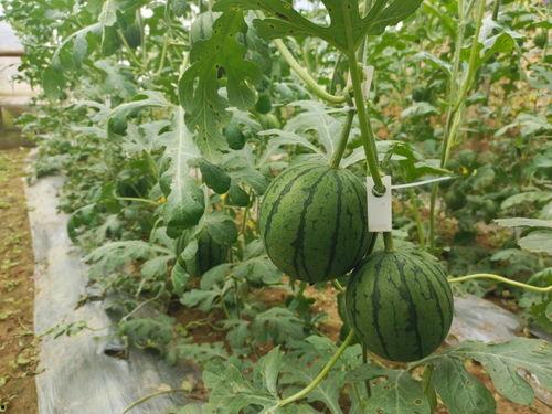 5.1吃瓜网官网,揭秘娱乐圈最新热点，带你畅游八卦海洋